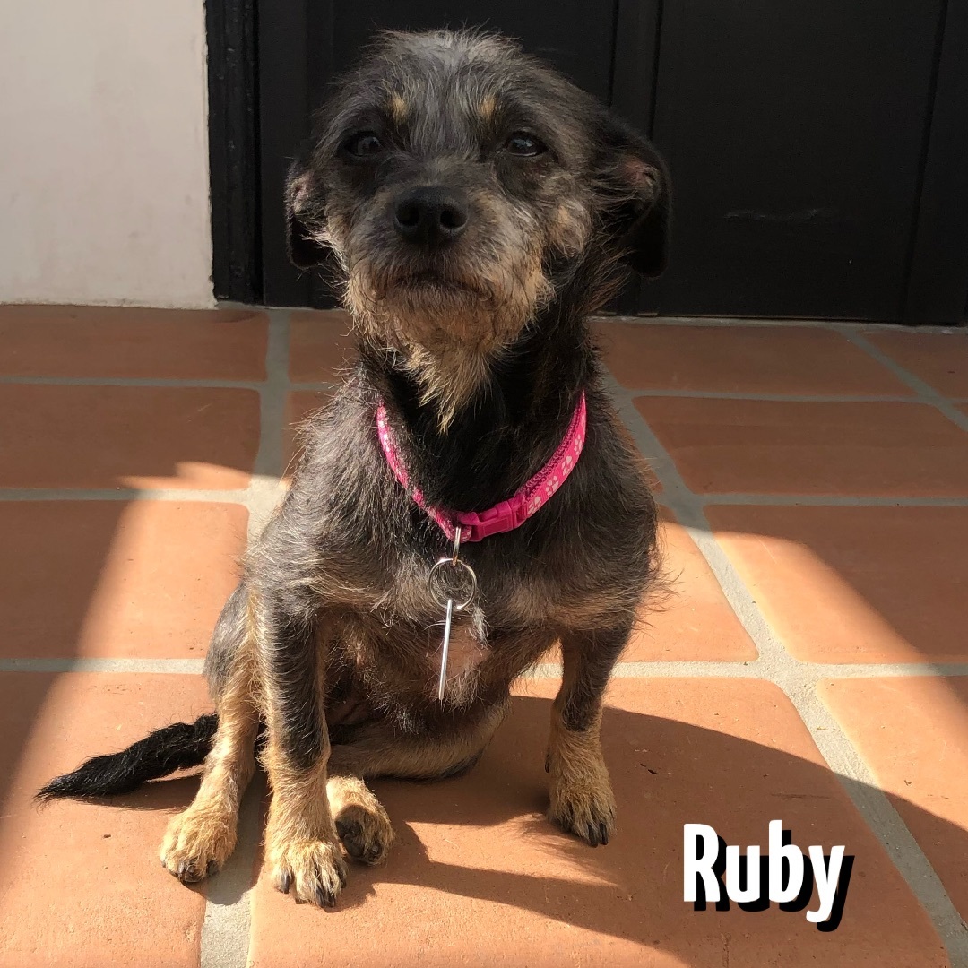 Enlarge RUBY, a Adoptable mixed breed in Glendora, CA image 3/6