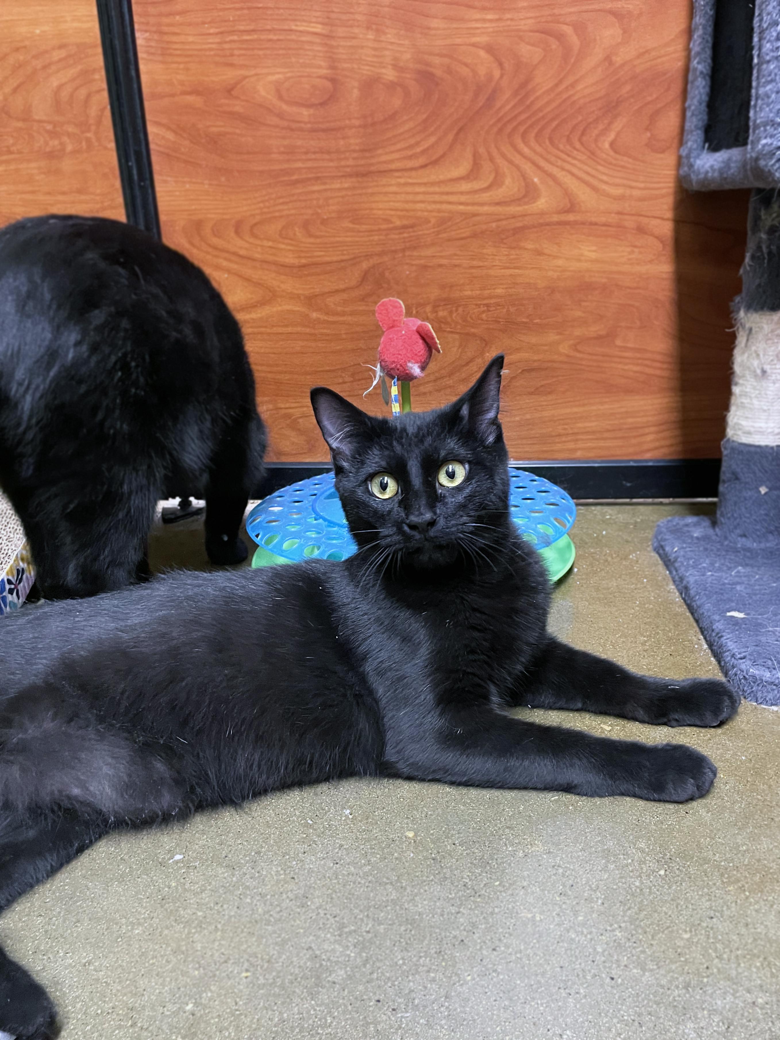 Enlarge Ben (Bonded w/Jerry), a ADOPTABLE Domestic Short Hair in Centerville, UT image 3/5