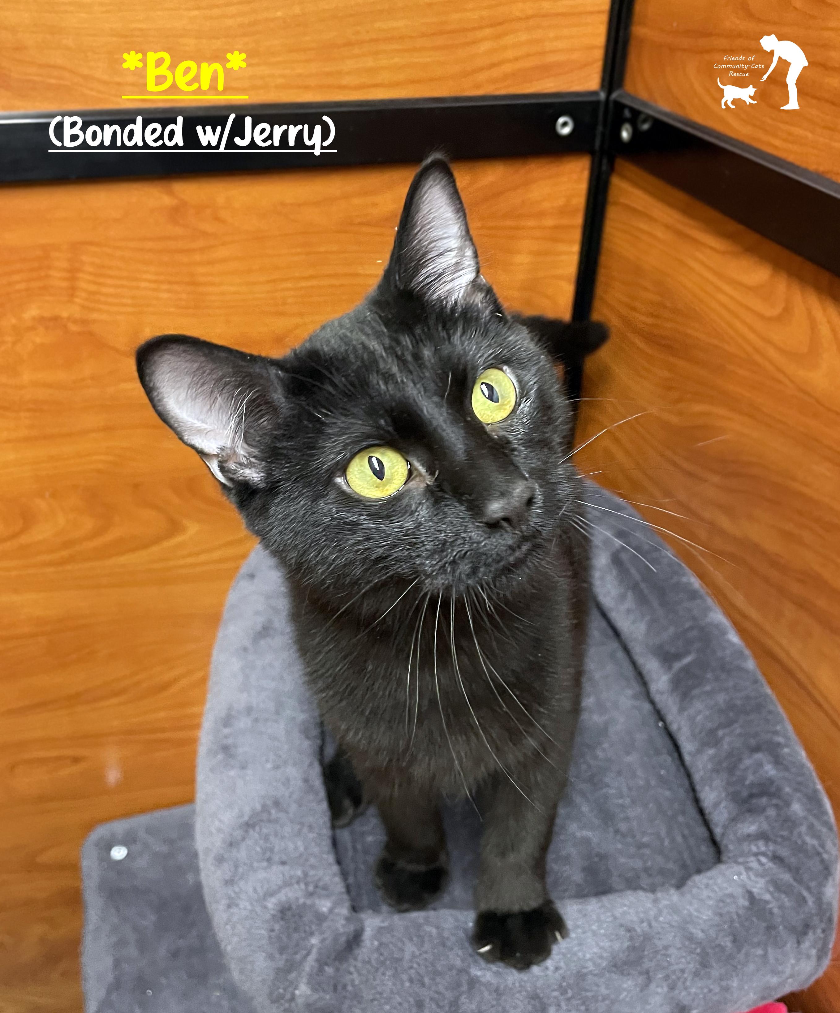 Enlarge Ben (Bonded w/Jerry), a ADOPTABLE Domestic Short Hair in Centerville, UT image 1/5