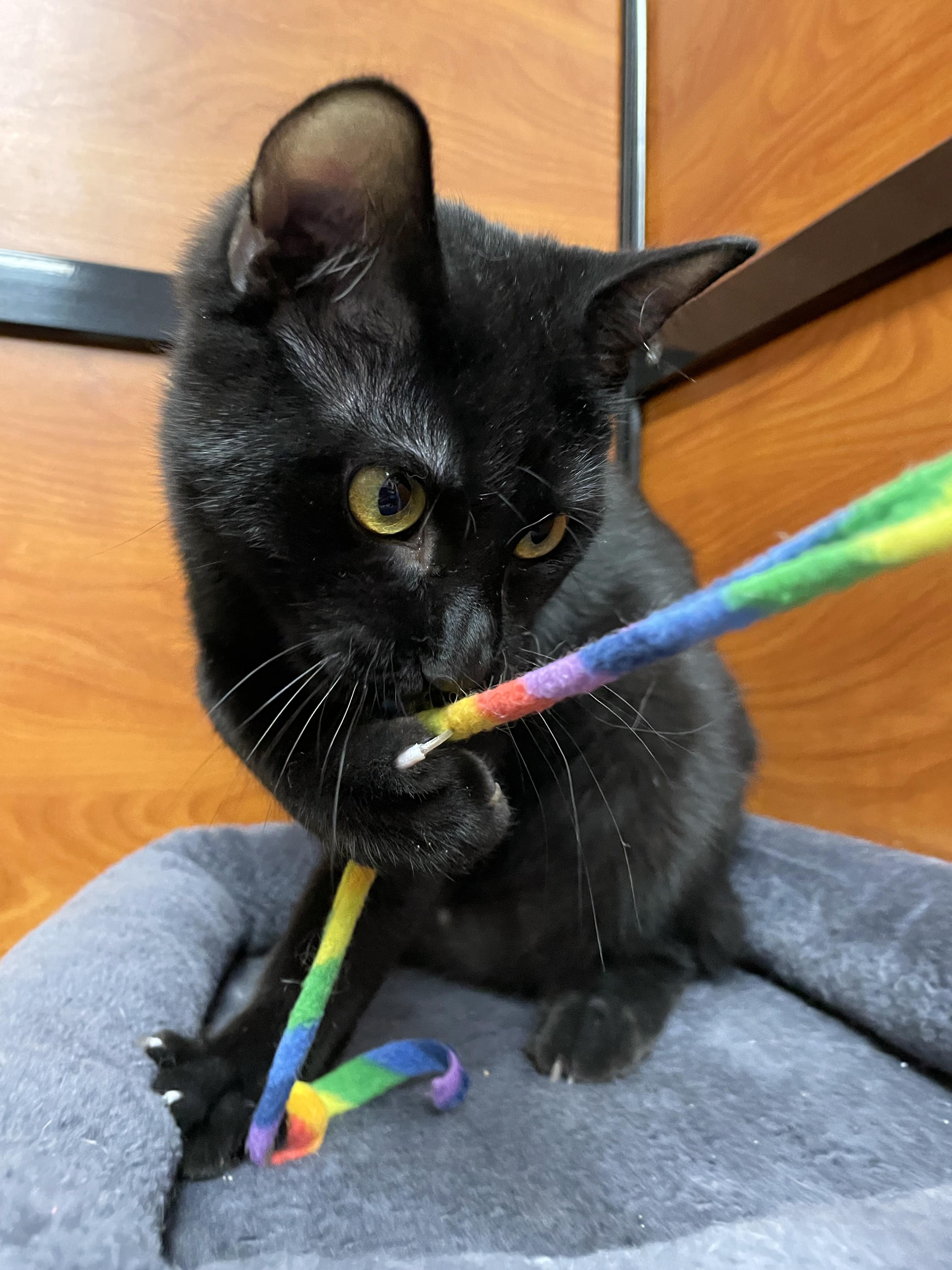 Enlarge Ben (Bonded w/Jerry), a ADOPTABLE Domestic Short Hair in Centerville, UT image 5/5