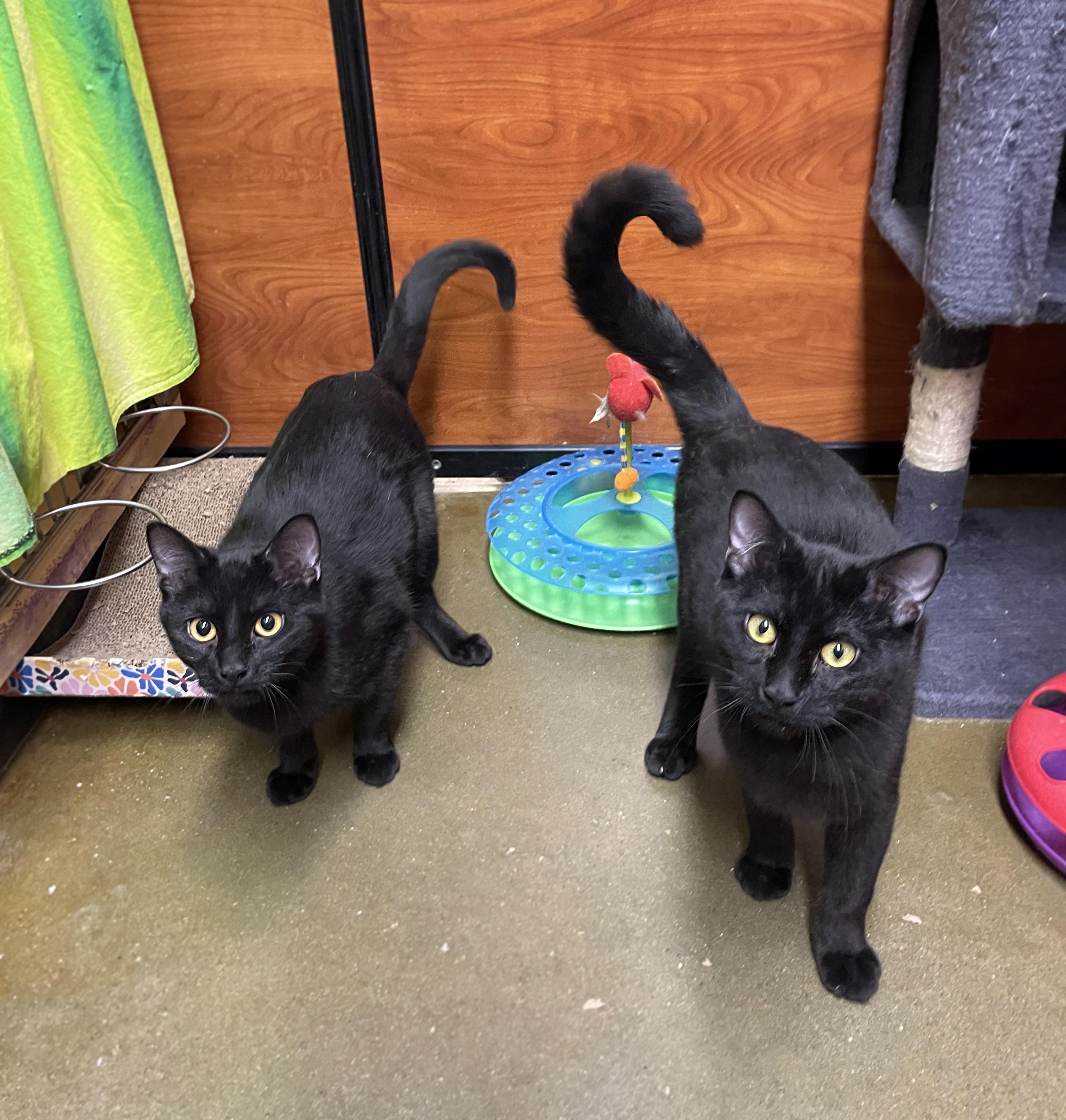 Enlarge Ben (Bonded w/Jerry), a ADOPTABLE Domestic Short Hair in Centerville, UT image 2/5