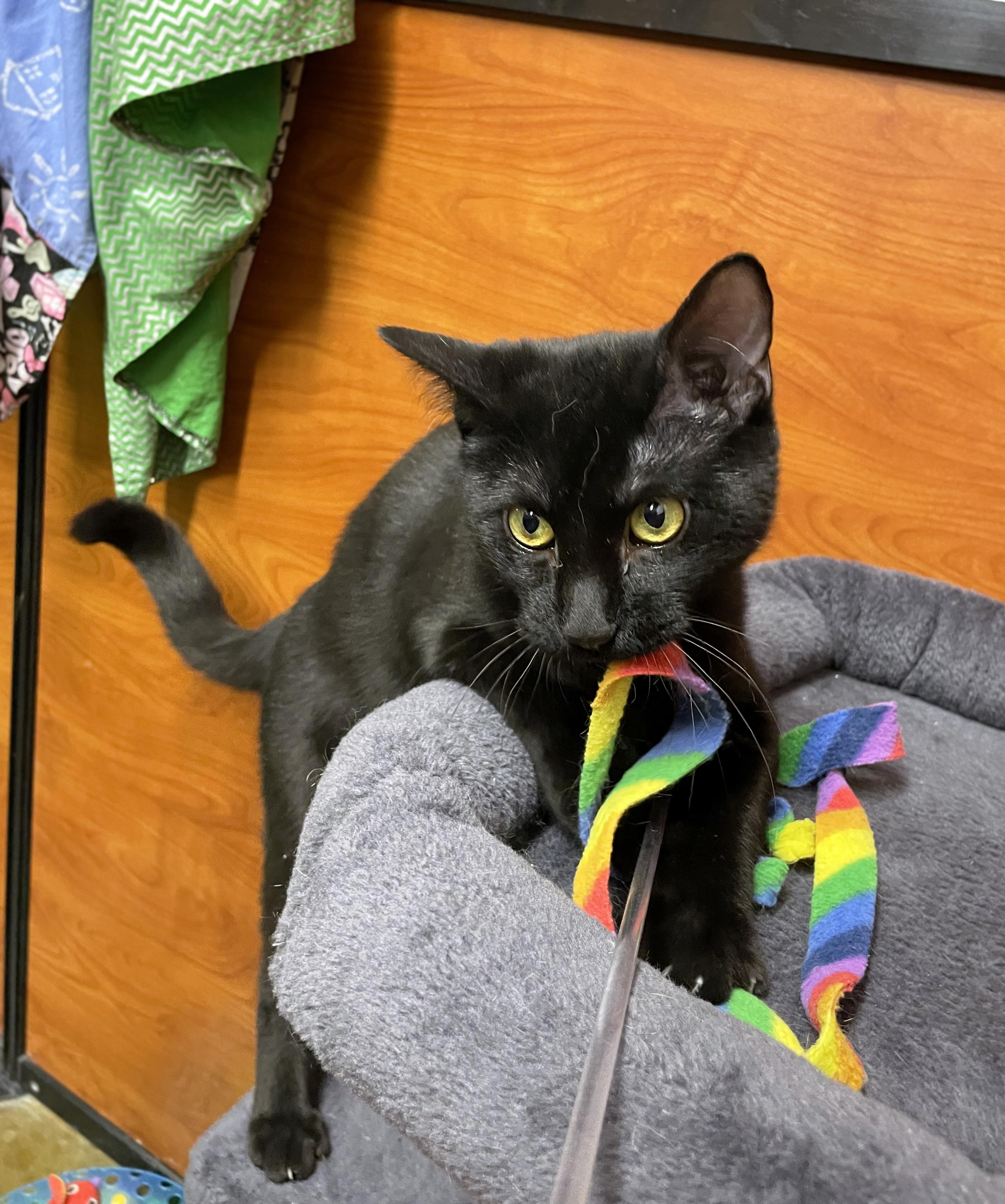 Enlarge Ben (Bonded w/Jerry), a ADOPTABLE Domestic Short Hair in Centerville, UT image 4/5