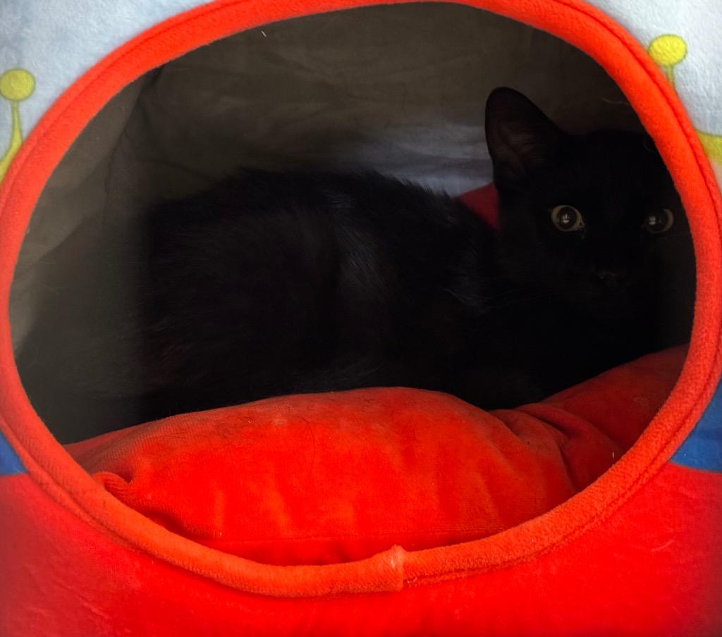 Ronald, Adoptable, Young Male Domestic Short Hair.