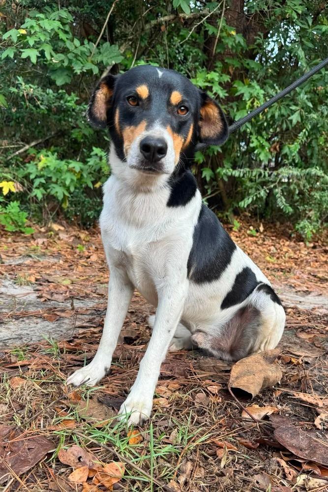 Howie, Adoptable, Young Male Jack Russell Terrier & Foxhound.