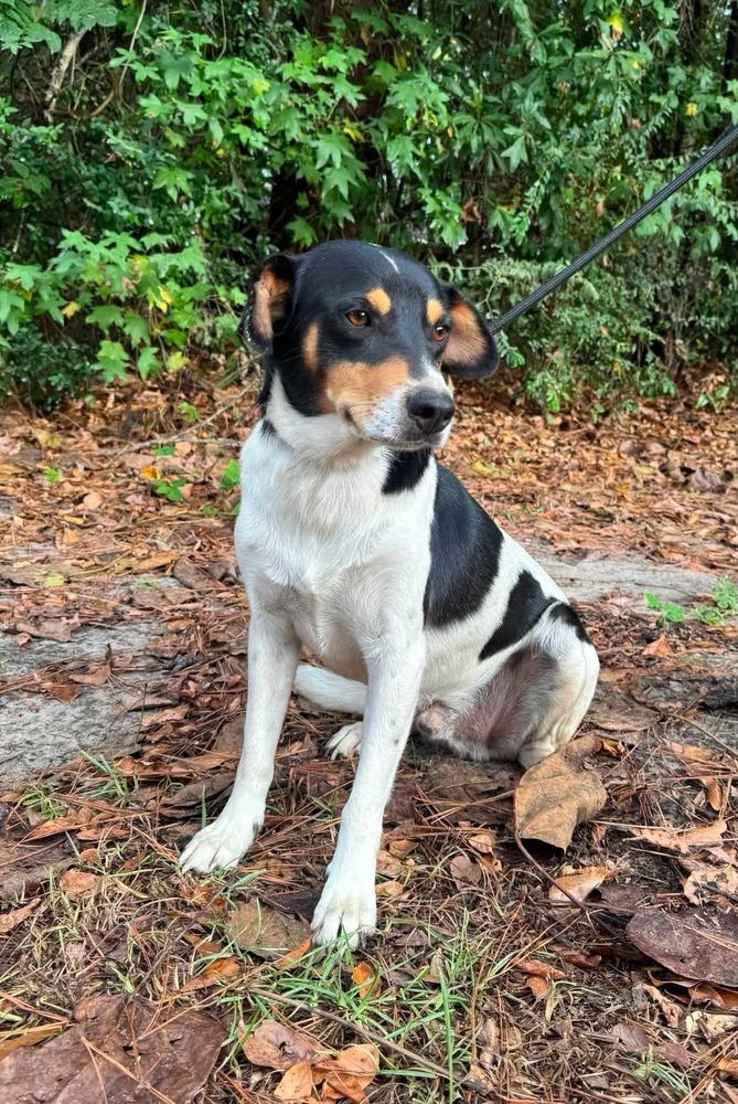Enlarge Howie, a Adoptable mixed breed in Syracuse, NY image 3/6