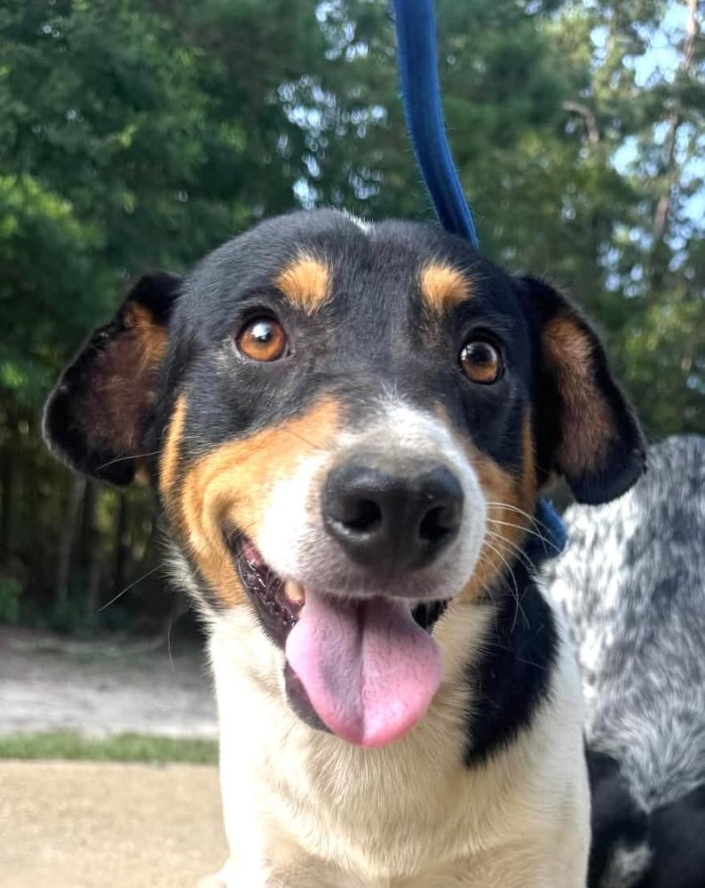 Enlarge Howie, a Adoptable mixed breed in Syracuse, NY image 4/6
