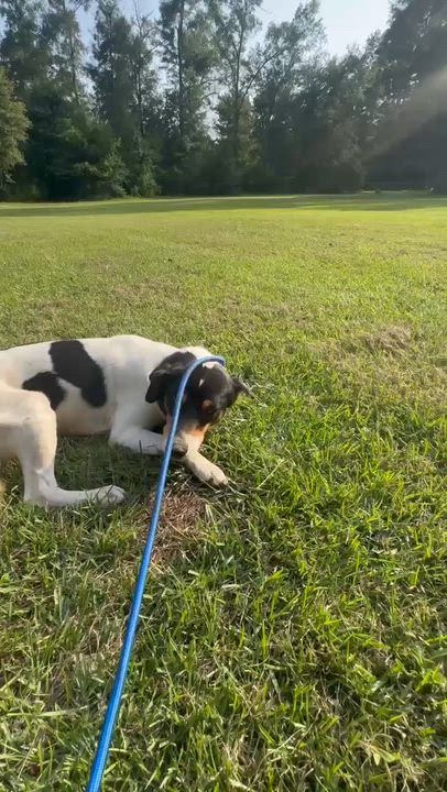 Enlarge Howie, a Adoptable mixed breed in Syracuse, NY video 5/6