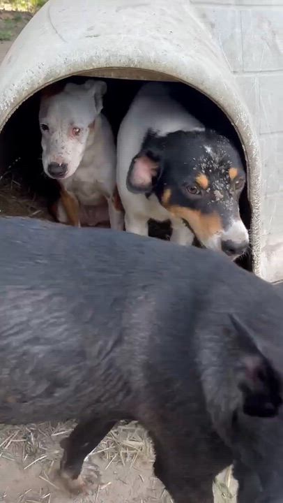 Enlarge Howie, a Adoptable mixed breed in Syracuse, NY video 6/6