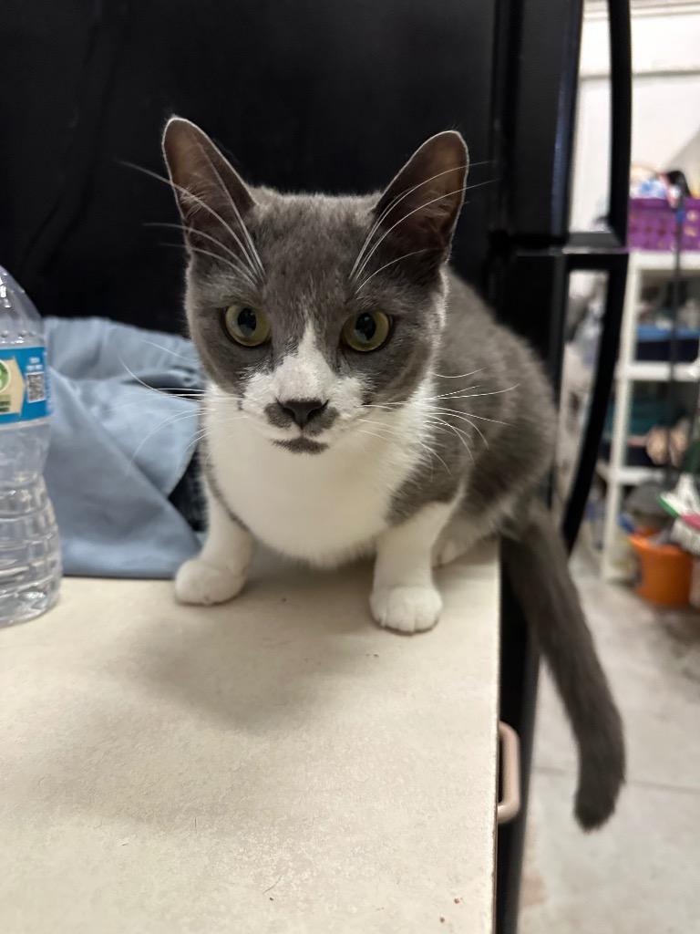 Enlarge Daisy (Poppy), a Adoptable mixed breed in St. James City, FL image 1/2