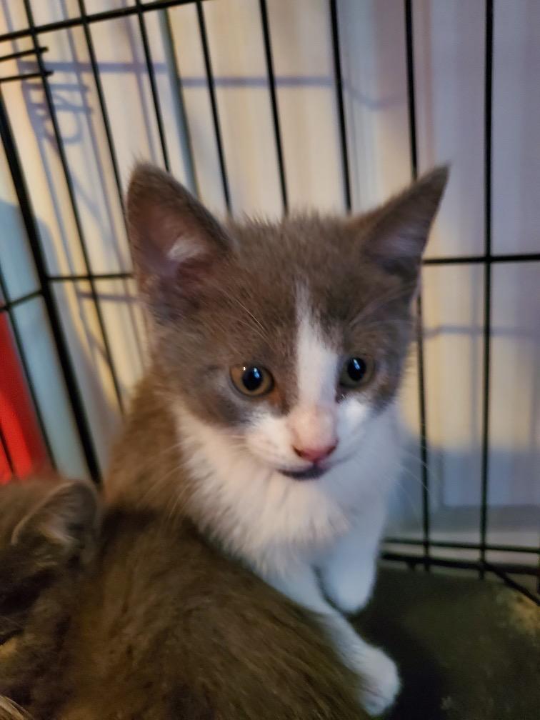 Enlarge Daisy (Poppy), a Adoptable mixed breed in St. James City, FL image 2/2