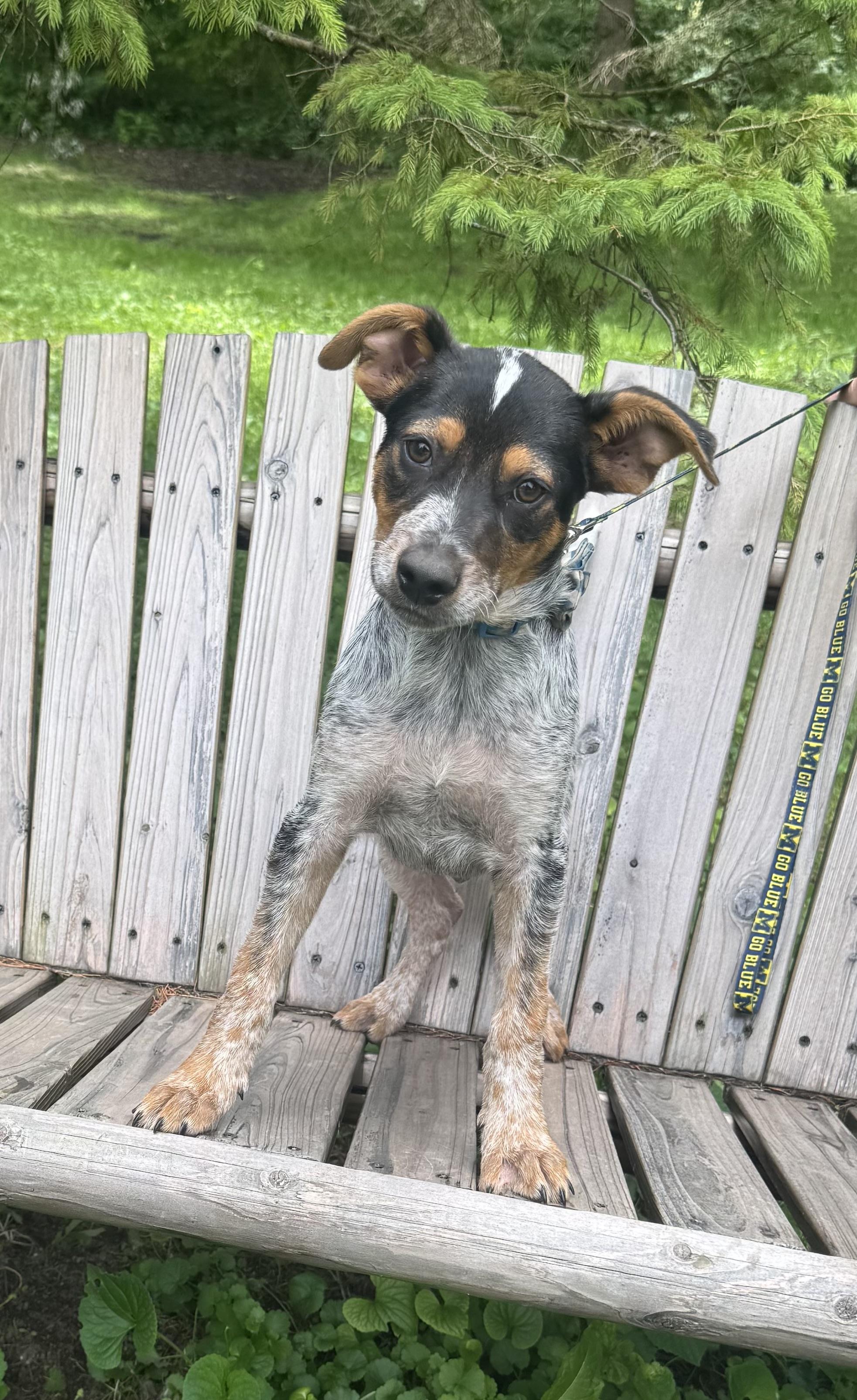 Clematis, ADOPTABLE, Puppy Male Australian Cattle Dog / Blue Heeler & German Shepherd Dog.
