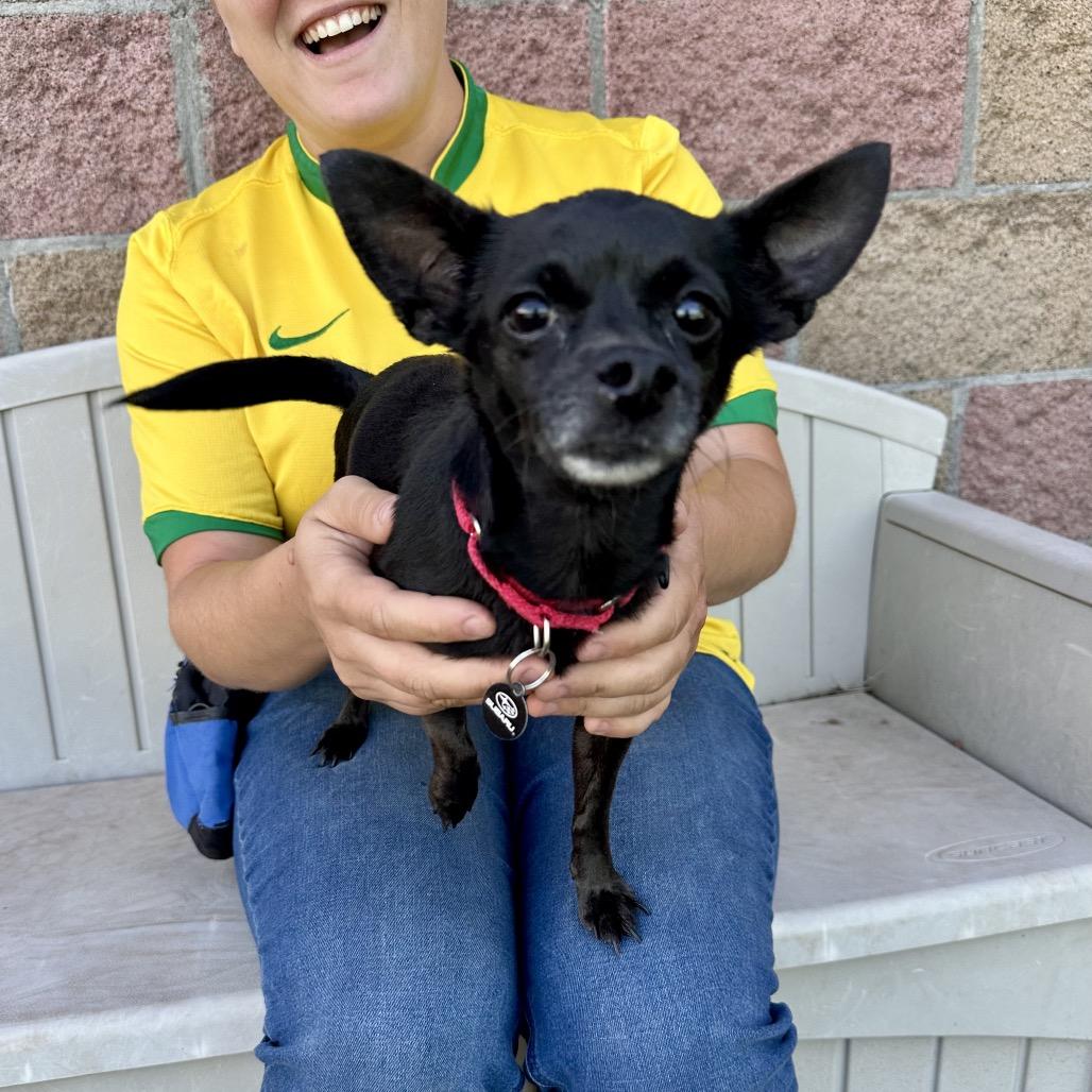 Mel, a Adoptable mixed breed in Glenwood Springs, CO image 2/4