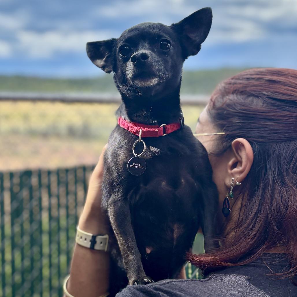 Mel, a Adoptable mixed breed in Glenwood Springs, CO image 3/4