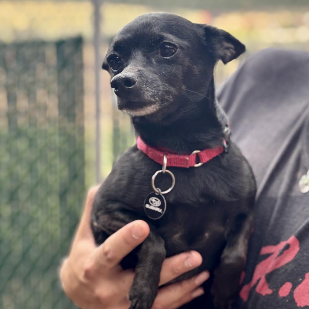 Mel, a Adoptable mixed breed in Glenwood Springs, CO image 4/4