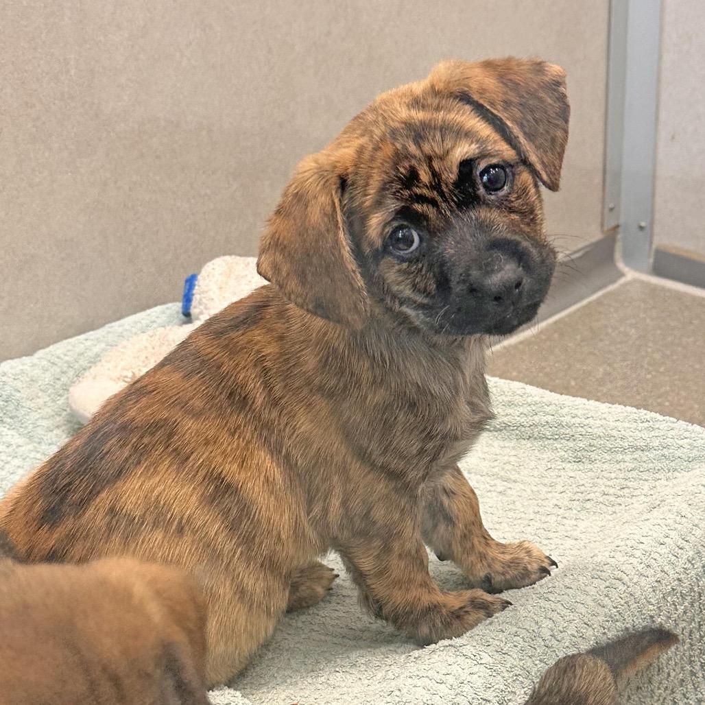 Sycamore, Adoptable, Puppy Male Mixed Breed.
