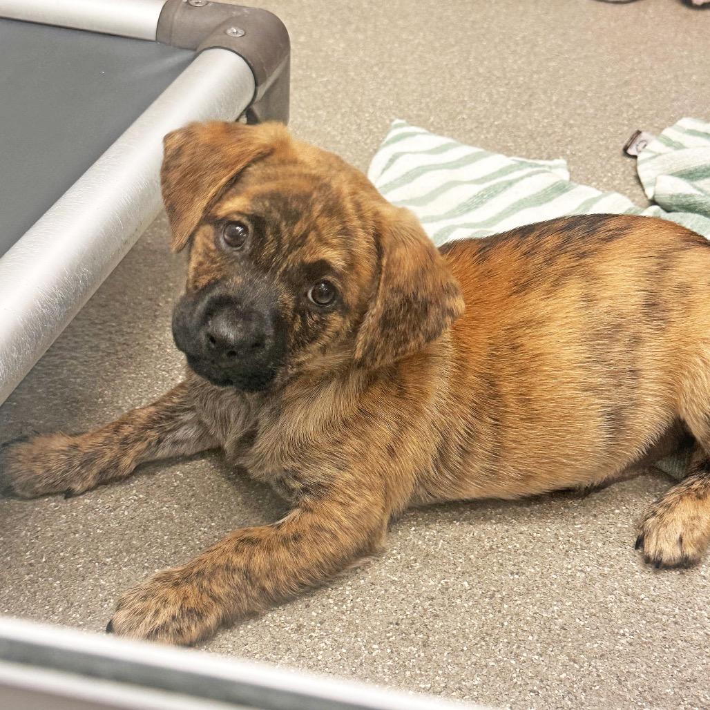 Sycamore, a Adoptable Mixed Breed in Hailey, ID image 2/2