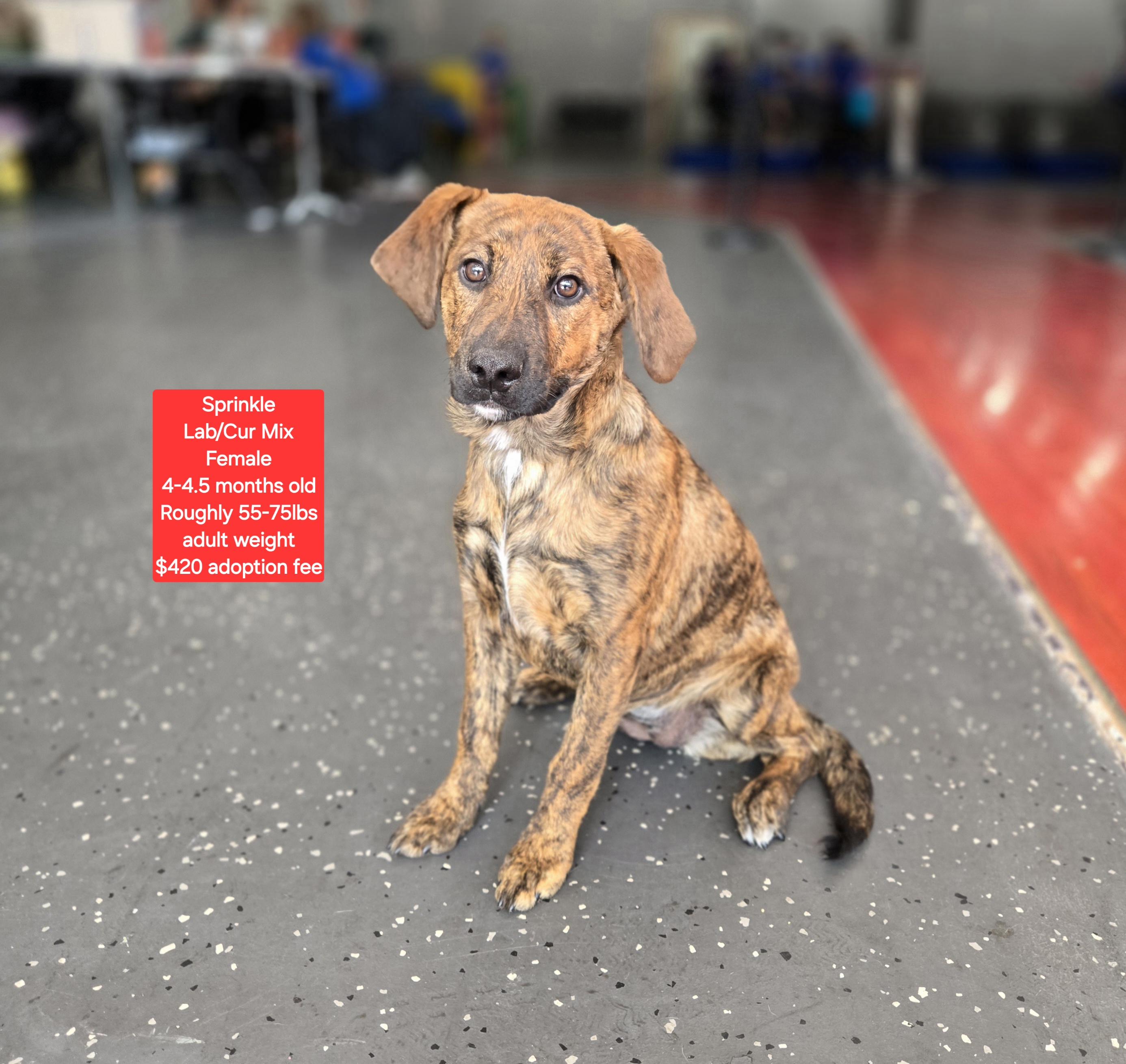Sprinkle, ADOPTABLE, Puppy Female Labrador Retriever.