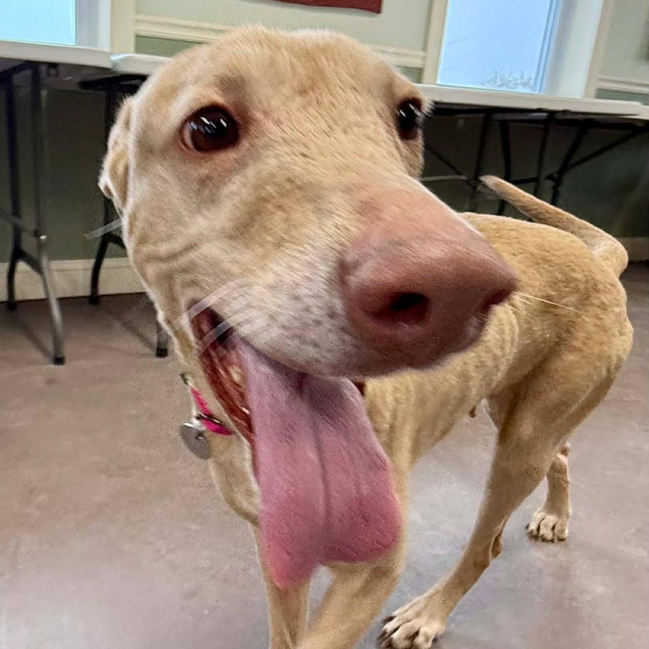 Emmie, ADOPTABLE, Adult Female Labrador Retriever.