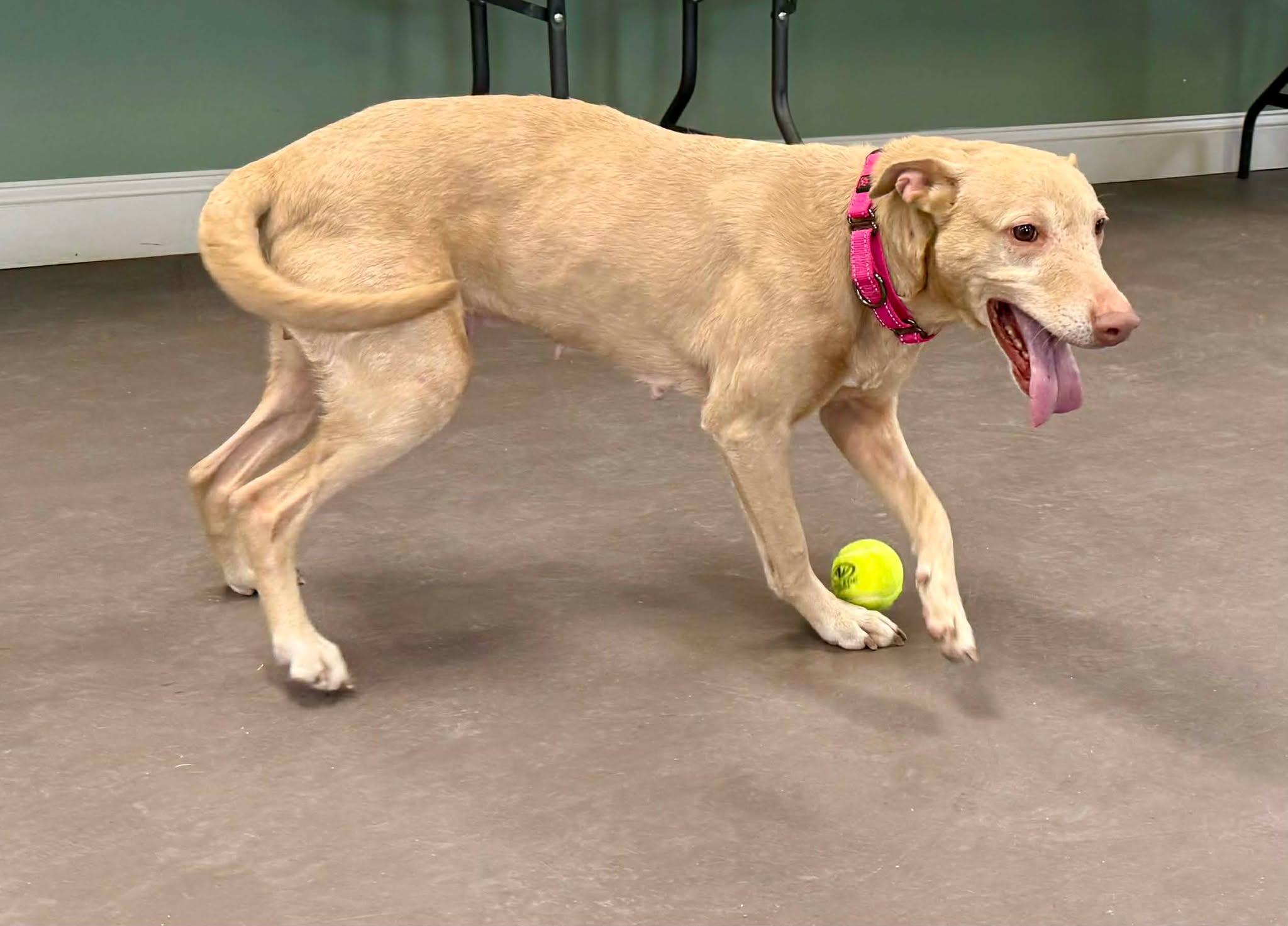 Emmie, a ADOPTABLE mixed breed in Springfield, VT image 5/6