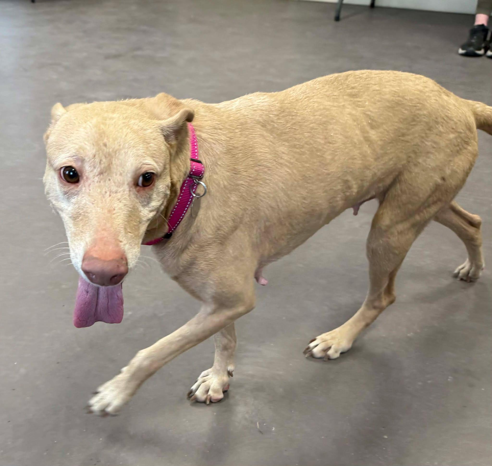 Emmie, a ADOPTABLE mixed breed in Springfield, VT image 3/6