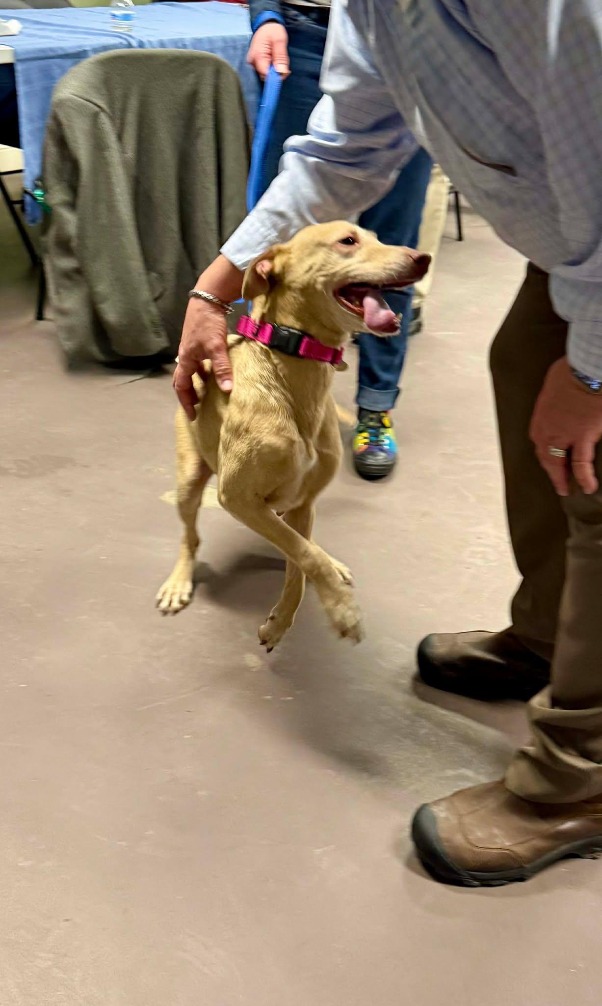 Emmie, a ADOPTABLE mixed breed in Springfield, VT image 2/6