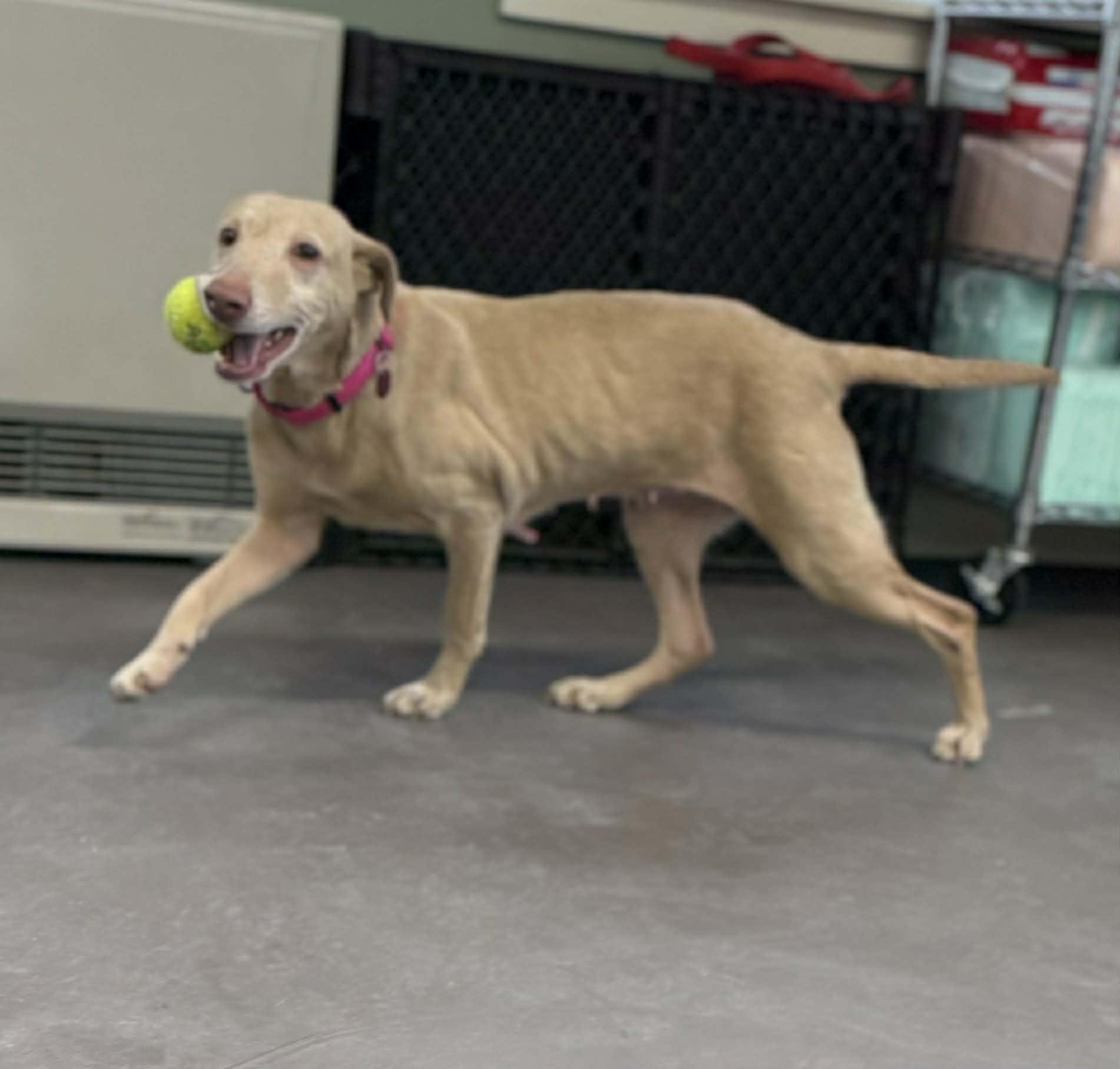 Emmie, a ADOPTABLE mixed breed in Springfield, VT image 4/6