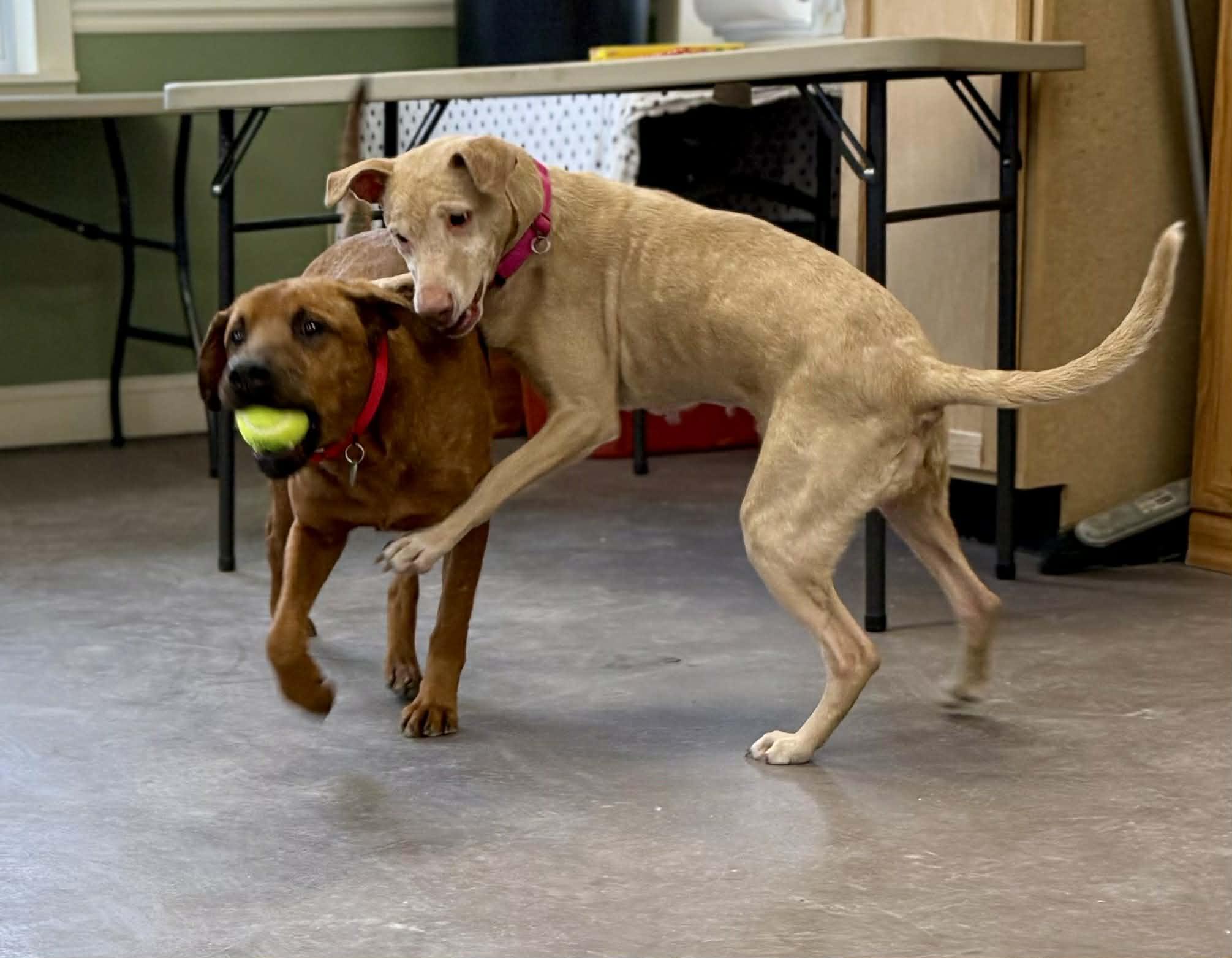 Emmie, a ADOPTABLE mixed breed in Springfield, VT image 6/6