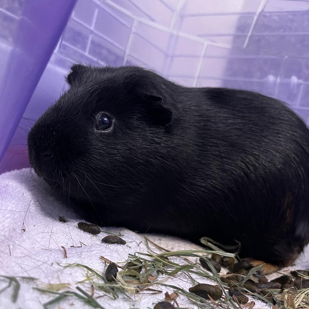 Rocco, Adoptable, Young Male Guinea Pig.