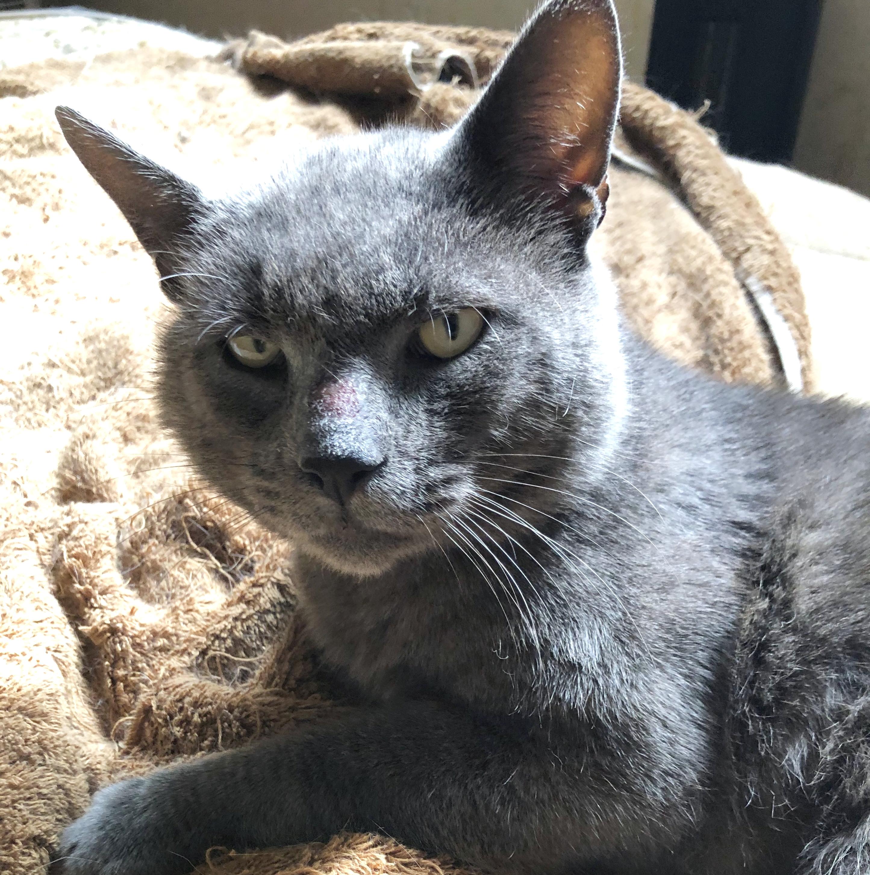 Plumley-Bruce, plush antidote to NOT feeling loved!