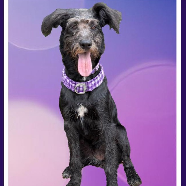 Trinket, Adopted, Young Female Schnoodle.