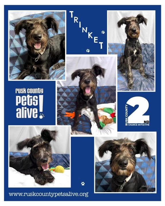 Enlarge Trinket, a Adopted Schnoodle in Henderson, TX video 2/2