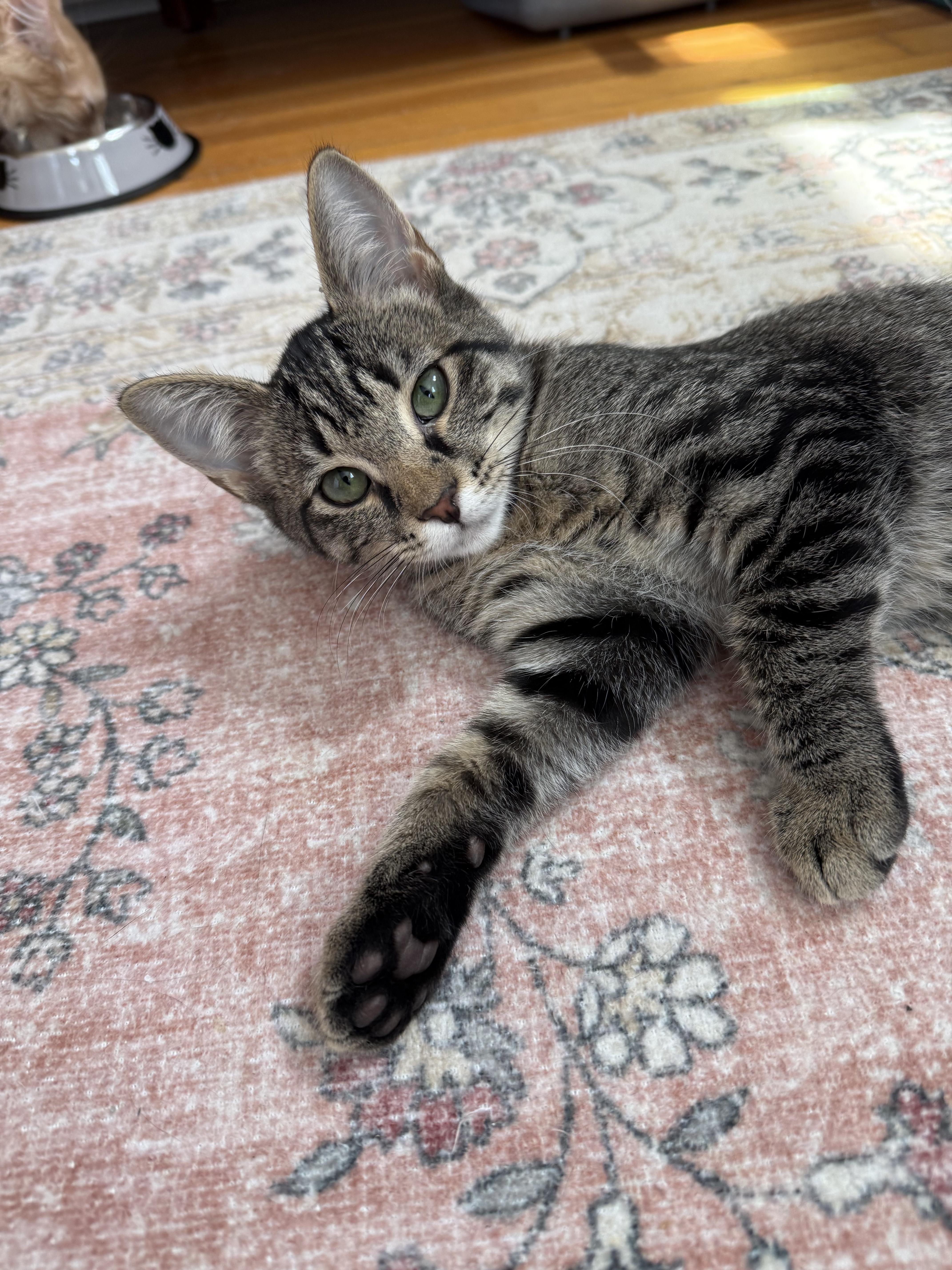 Enlarge Indy & Libby, an adopted Domestic Medium Hair in Lakewood, CO image 6/6
