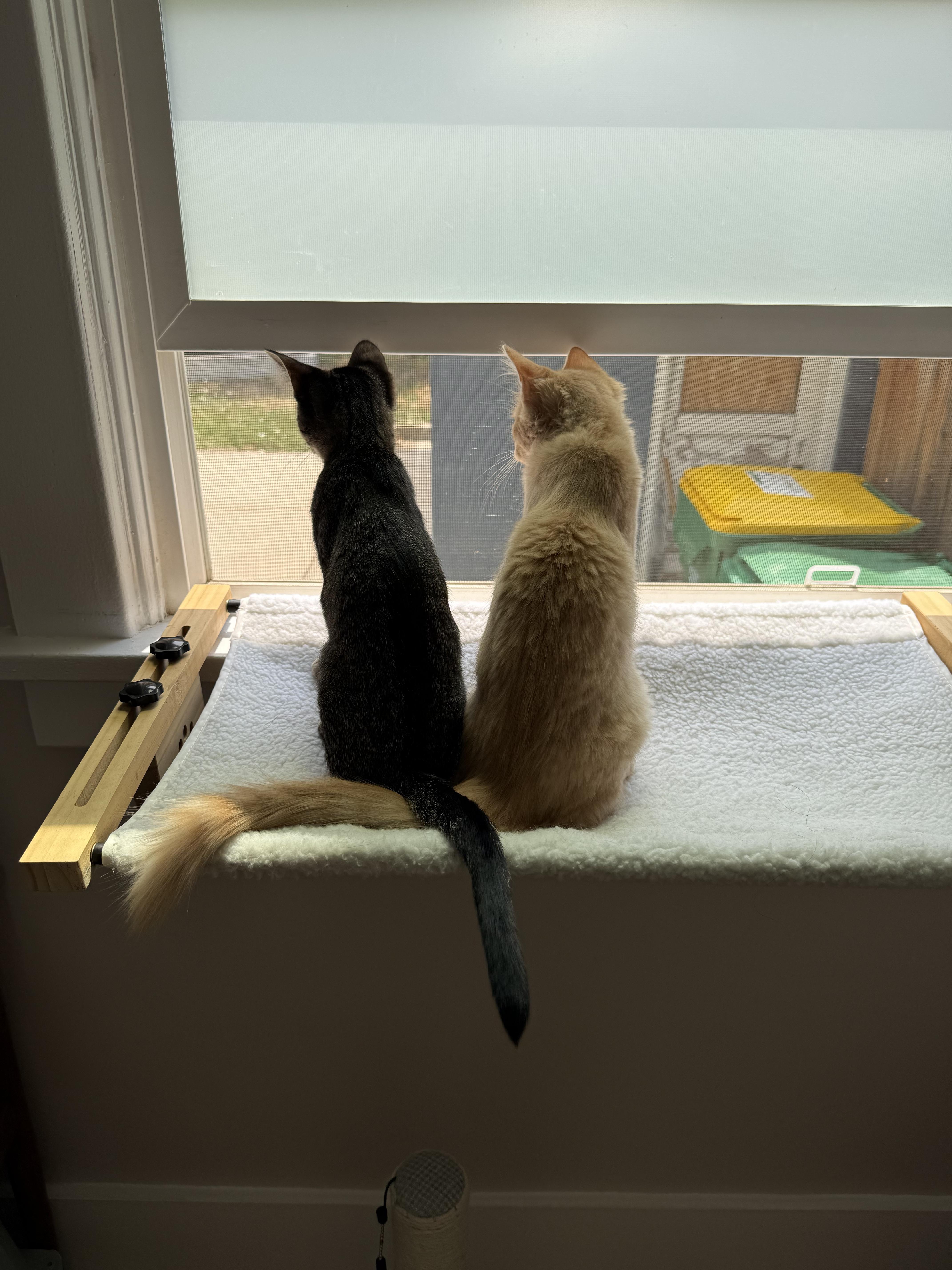 Enlarge Indy & Libby, an adopted Domestic Medium Hair in Lakewood, CO image 4/6