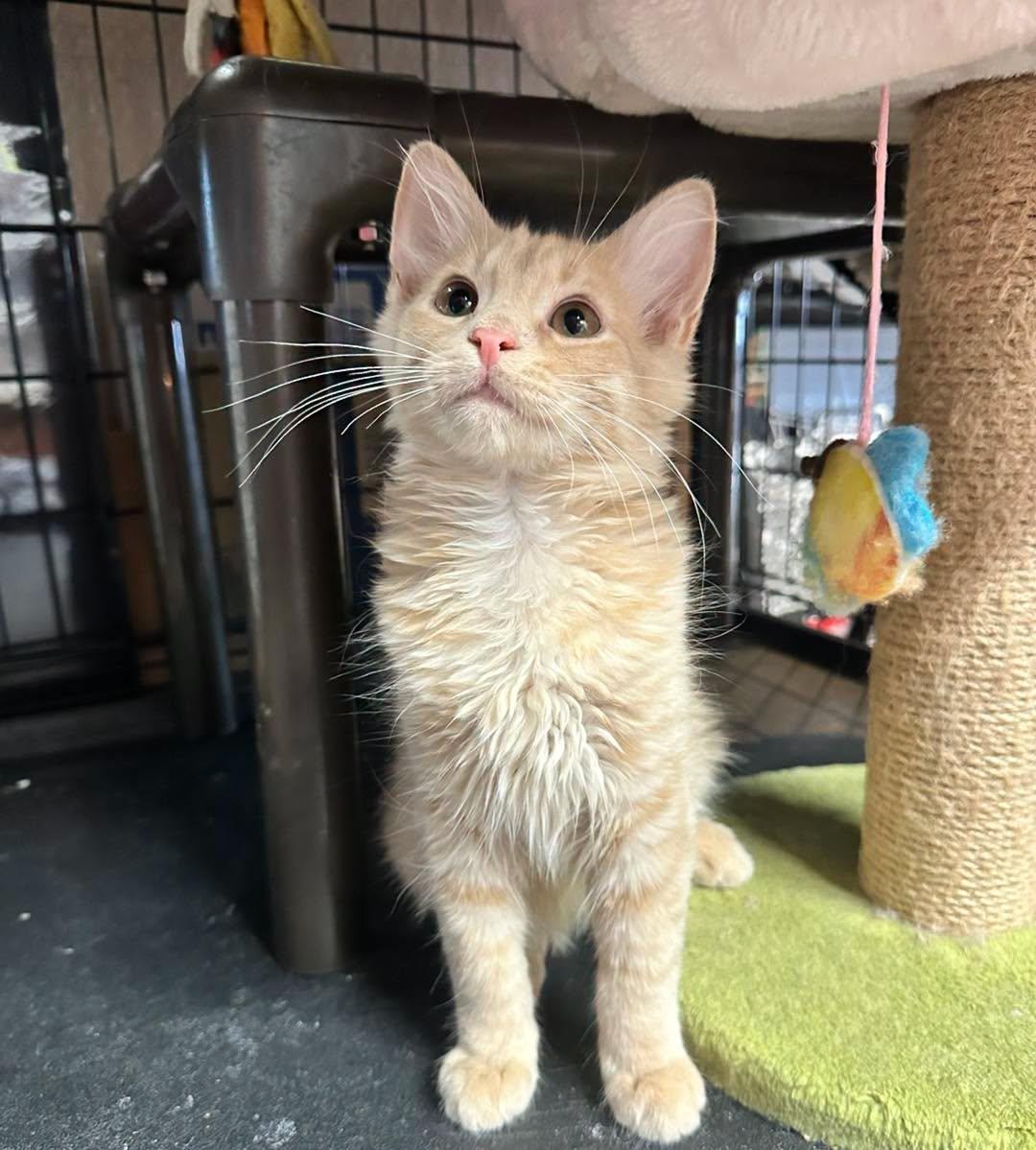 Indy & Libby, adopted, Kitten Male Domestic Medium Hair.