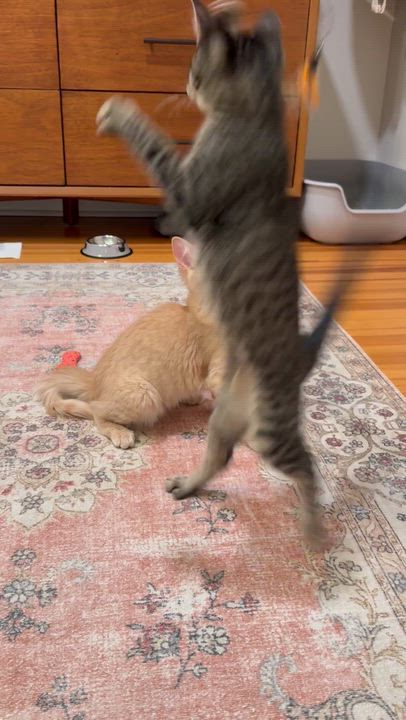 Enlarge Indy & Libby, an adopted Domestic Medium Hair in Lakewood, CO video 3/6