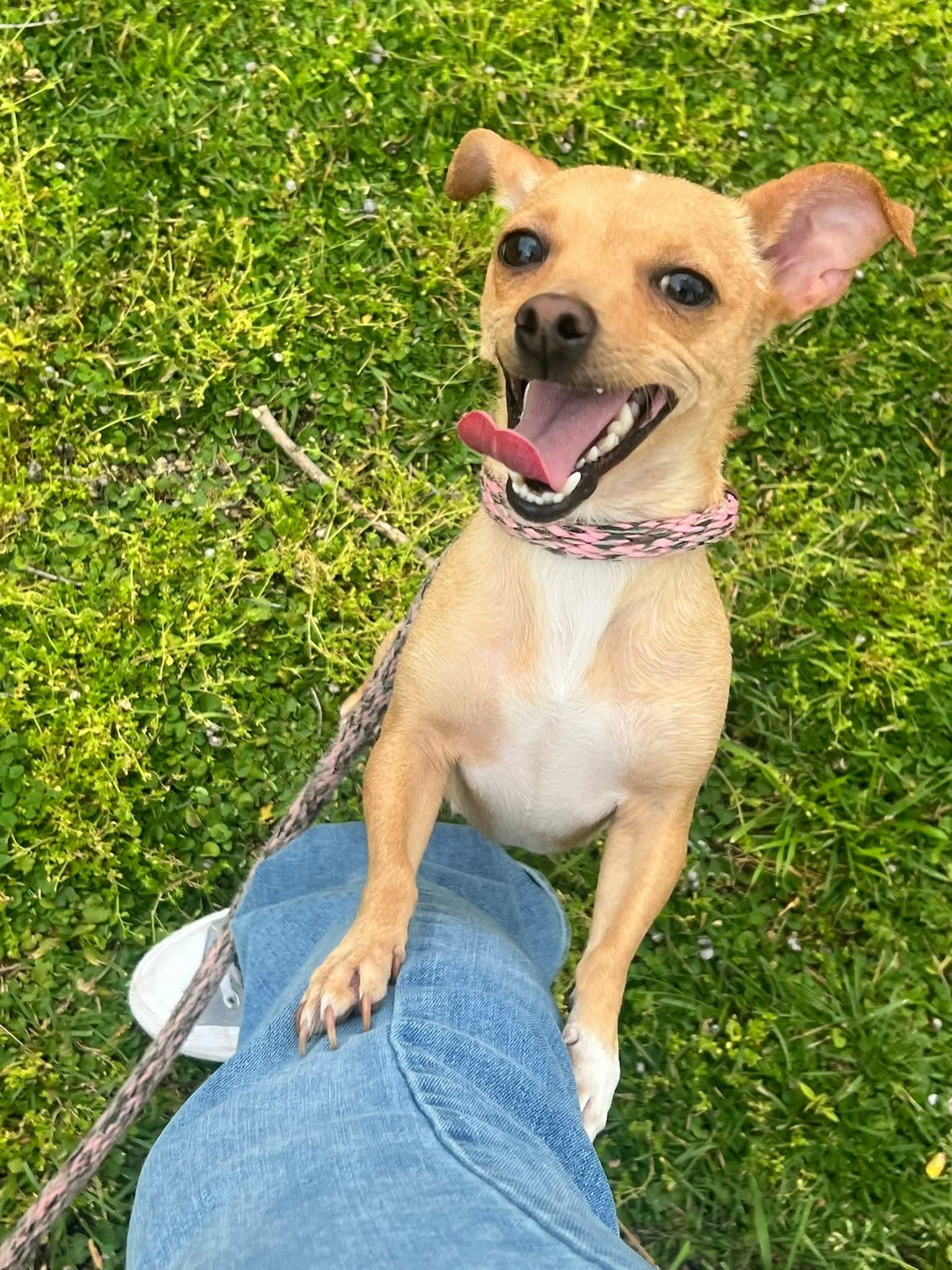Enlarge Nova, a ADOPTABLE Chihuahua in Clovis, CA image 4/4