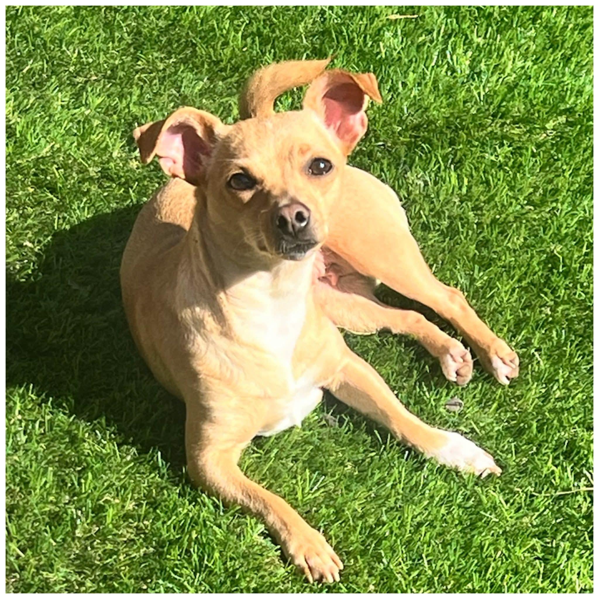 Enlarge Nova, a ADOPTABLE Chihuahua in Clovis, CA image 3/4