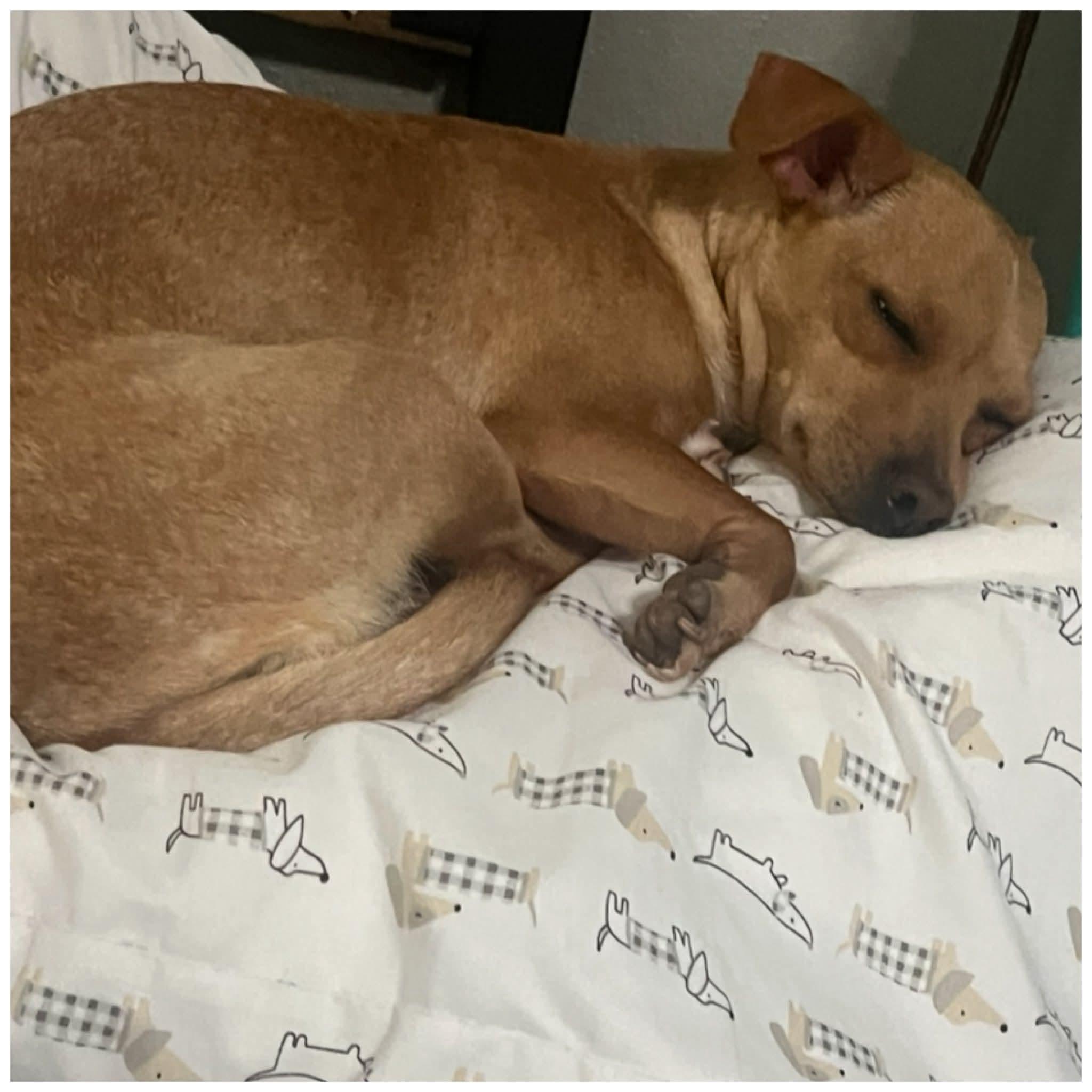 Enlarge Nova, a ADOPTABLE Chihuahua in Clovis, CA image 2/4