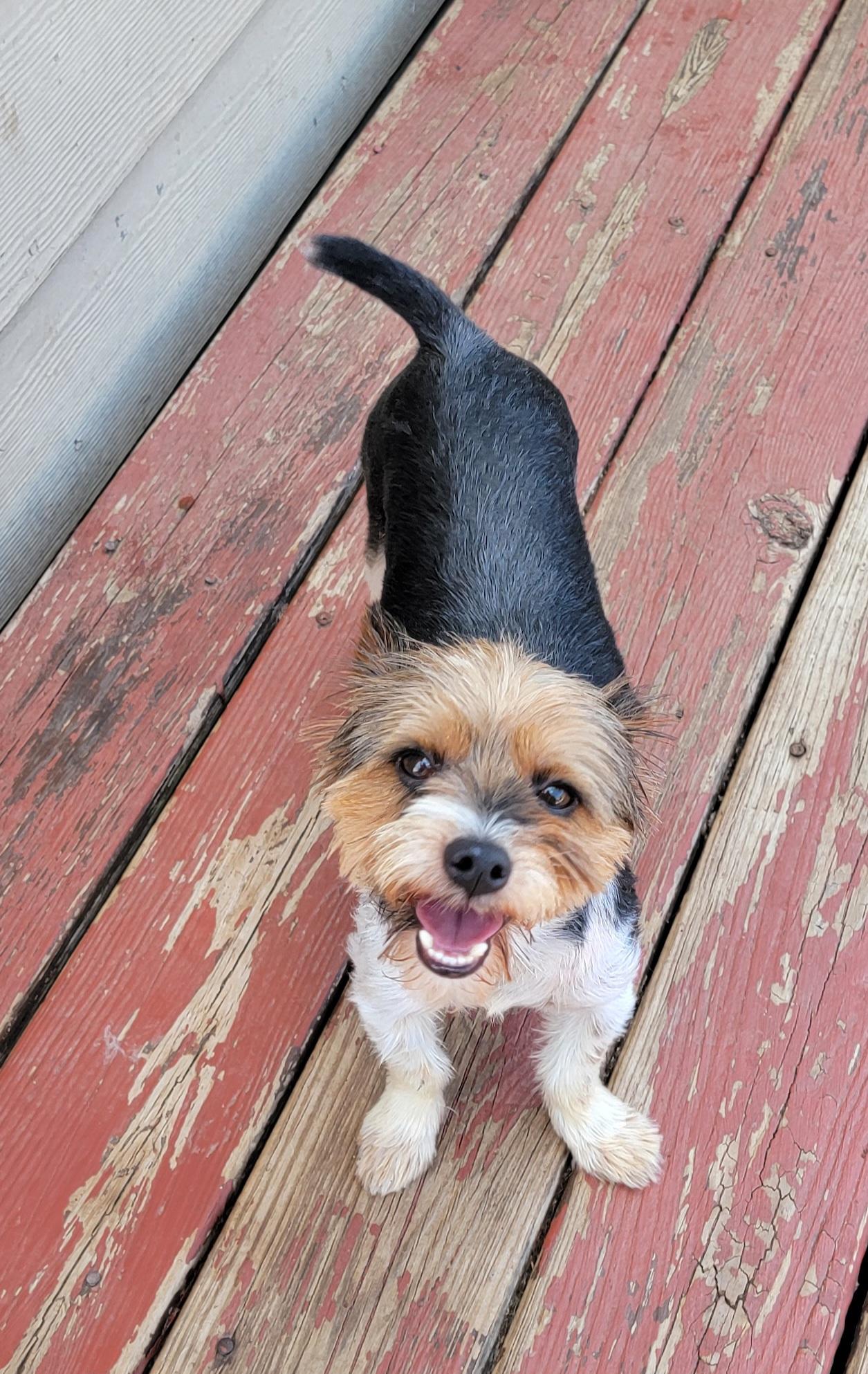 Leo, ADOPTABLE, Adult Male Yorkshire Terrier.