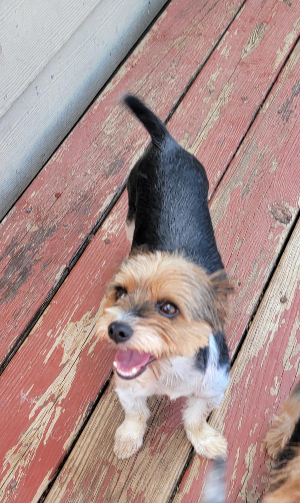 Leo, a ADOPTABLE Yorkshire Terrier in Van Alstyne, TX image 2/2