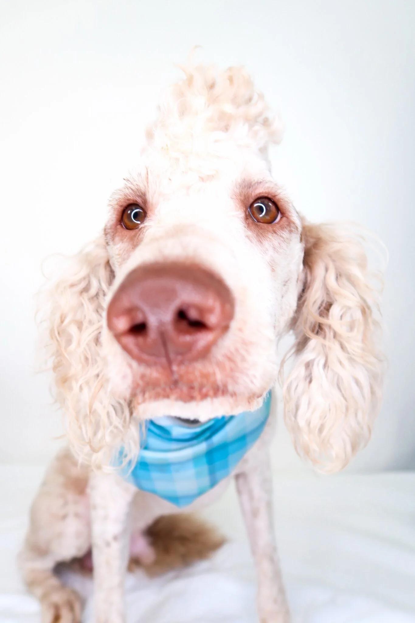Enlarge Barry White, an adopted Labradoodle in Bixby, OK image 3/6