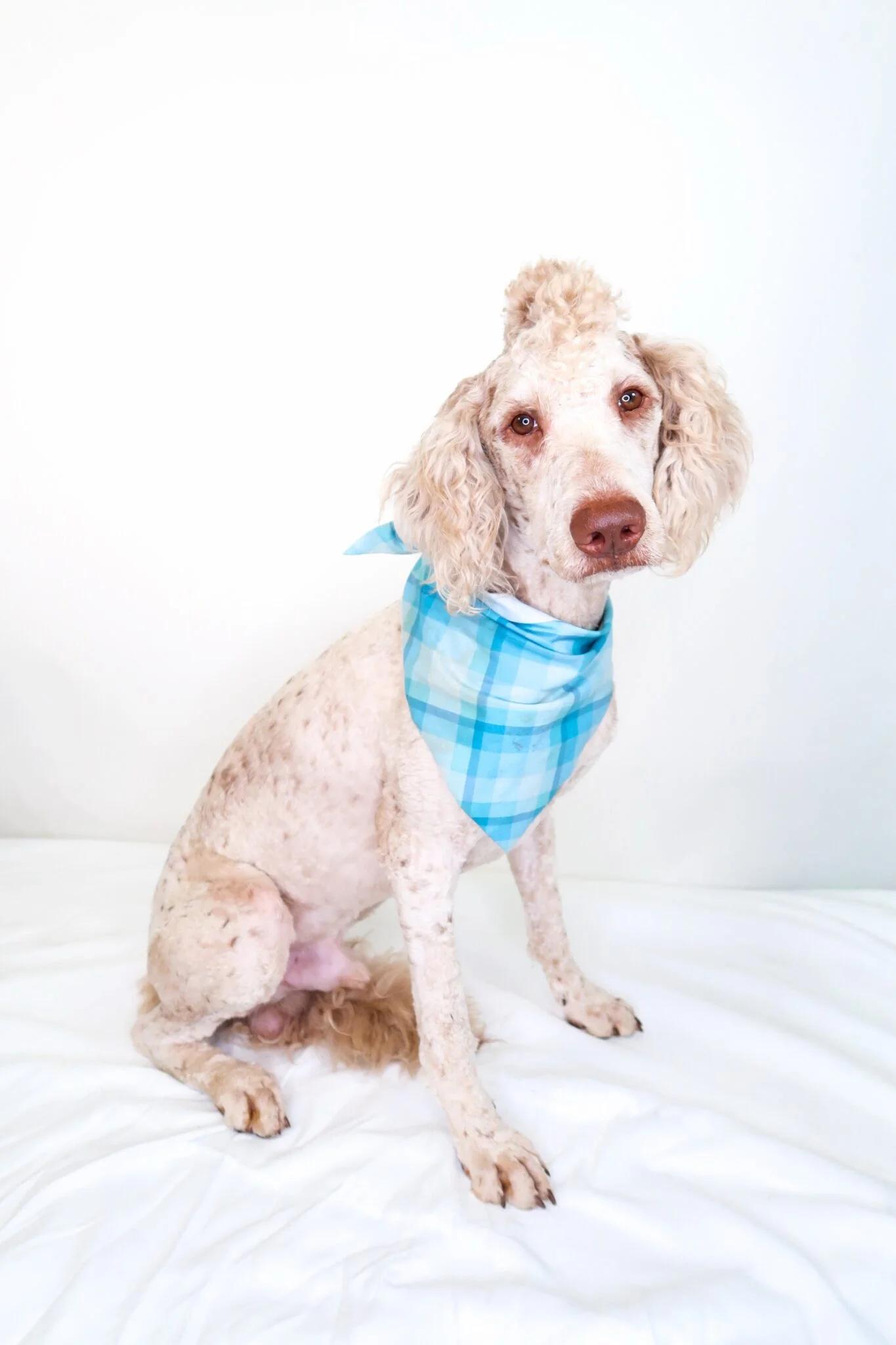 Barry White, adopted, Young Male Labradoodle.