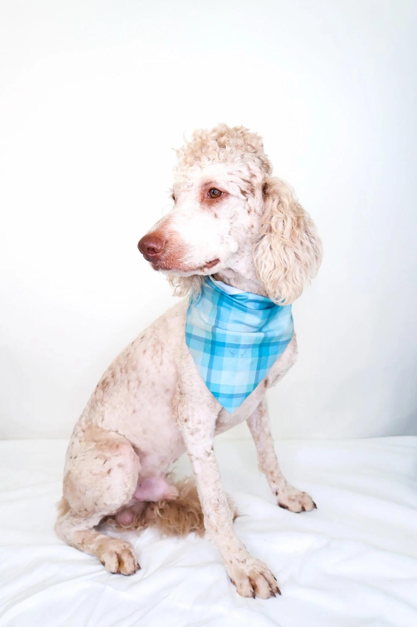 Enlarge Barry White, an adopted Labradoodle in Bixby, OK image 4/6
