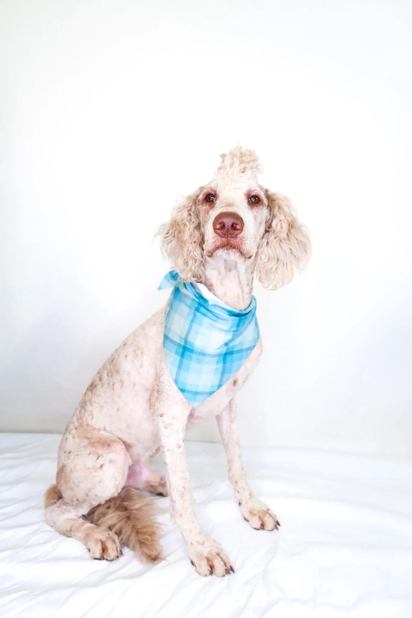 Enlarge Barry White, an adopted Labradoodle in Bixby, OK image 2/6