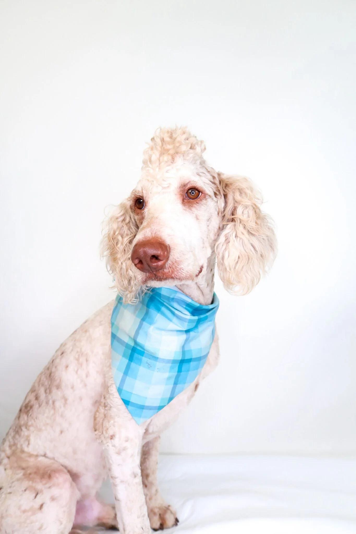 Enlarge Barry White, an adopted Labradoodle in Bixby, OK image 5/6