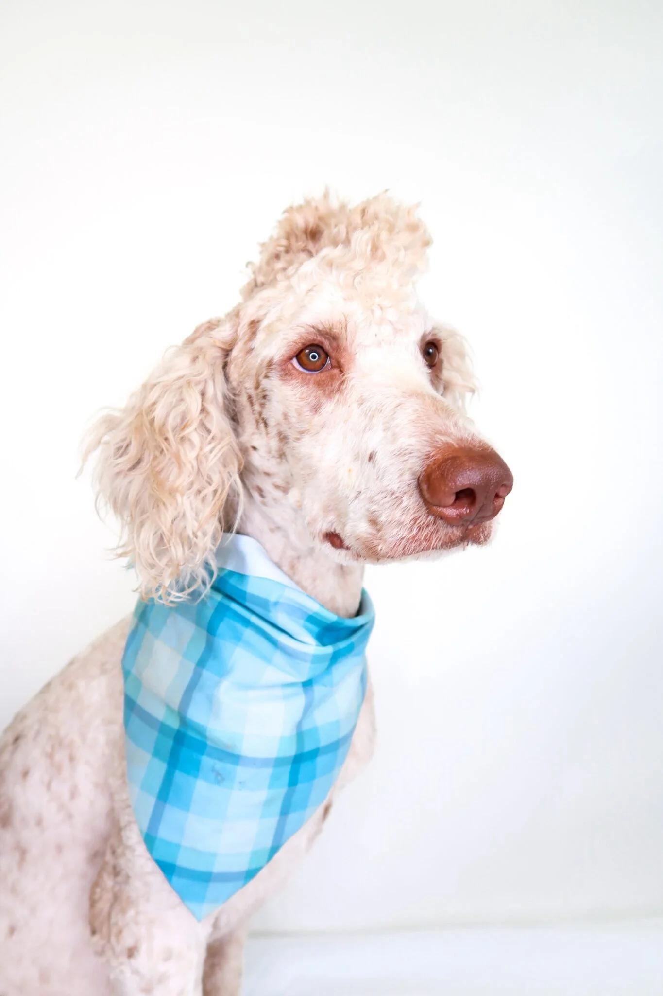 Enlarge Barry White, an adopted Labradoodle in Bixby, OK image 6/6