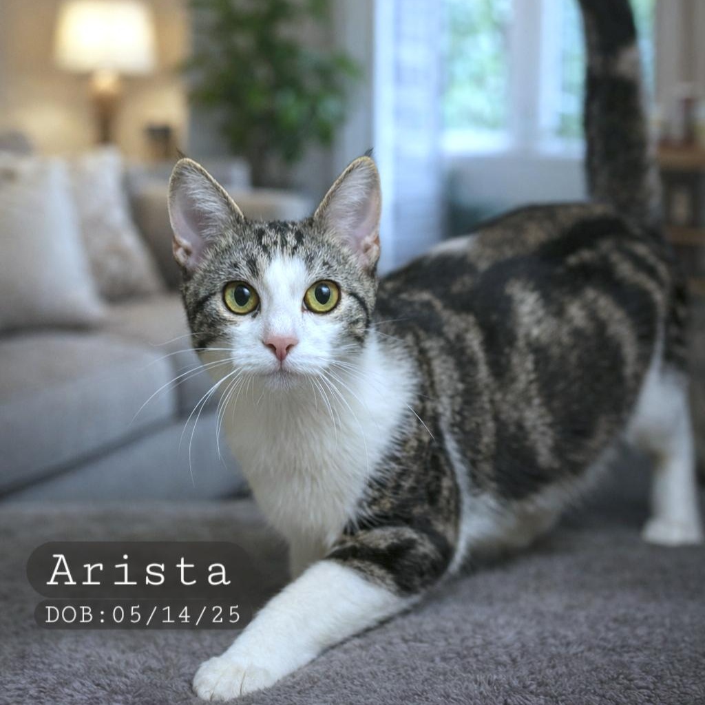 Arista, Adoptable, Kitten Female Domestic Short Hair.