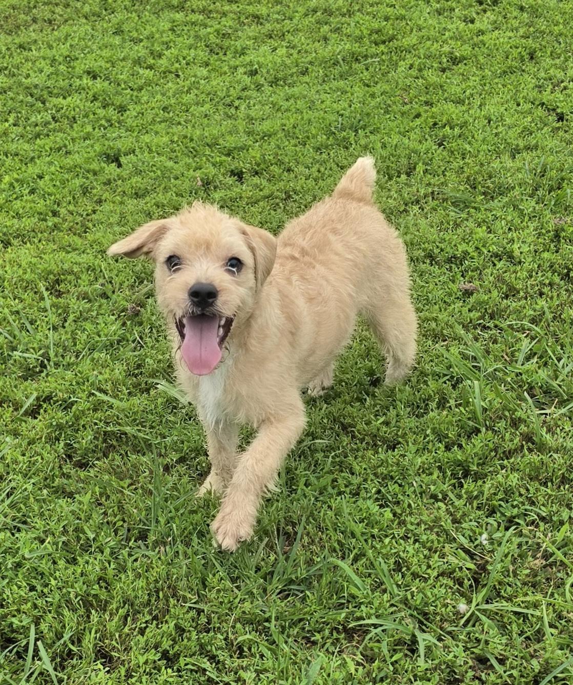 Enlarge Scotty, an adopted mixed breed in Terre Haute, IN image 3/6