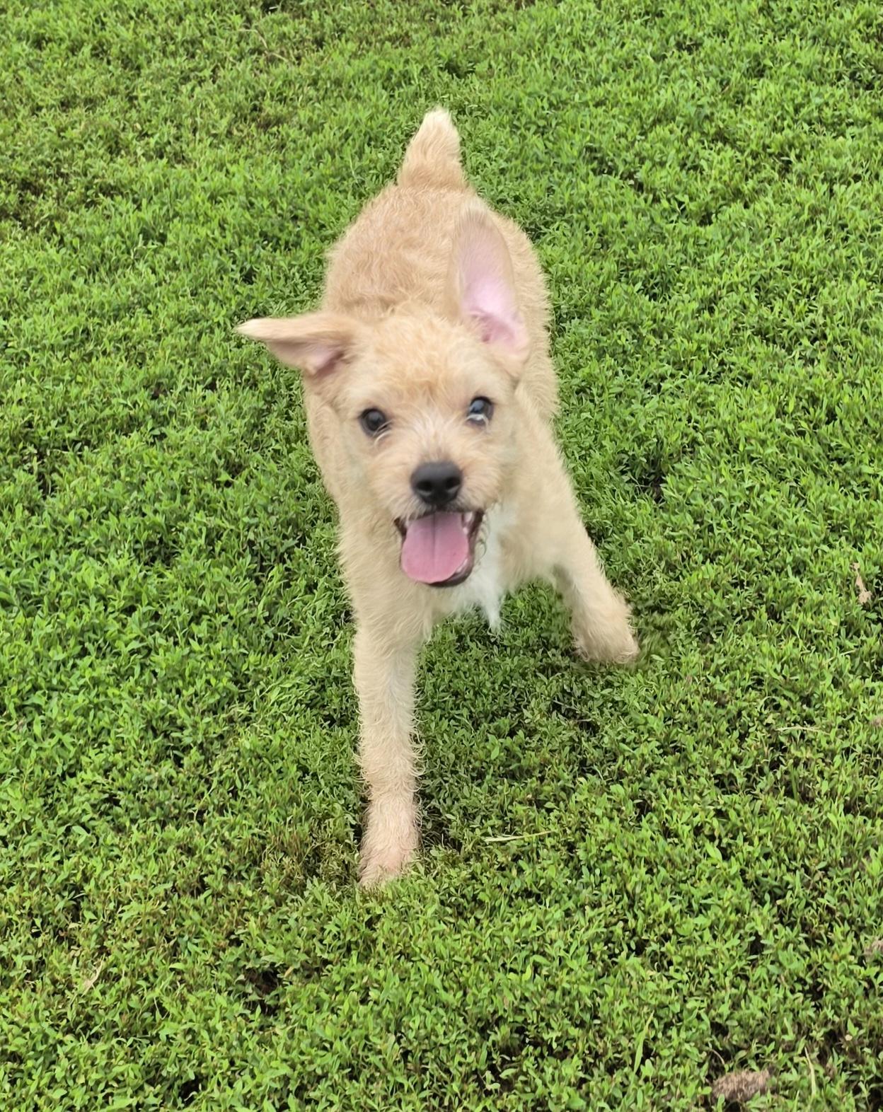 Scotty, adopted, Puppy Male French Bulldog & Miniature Poodle.