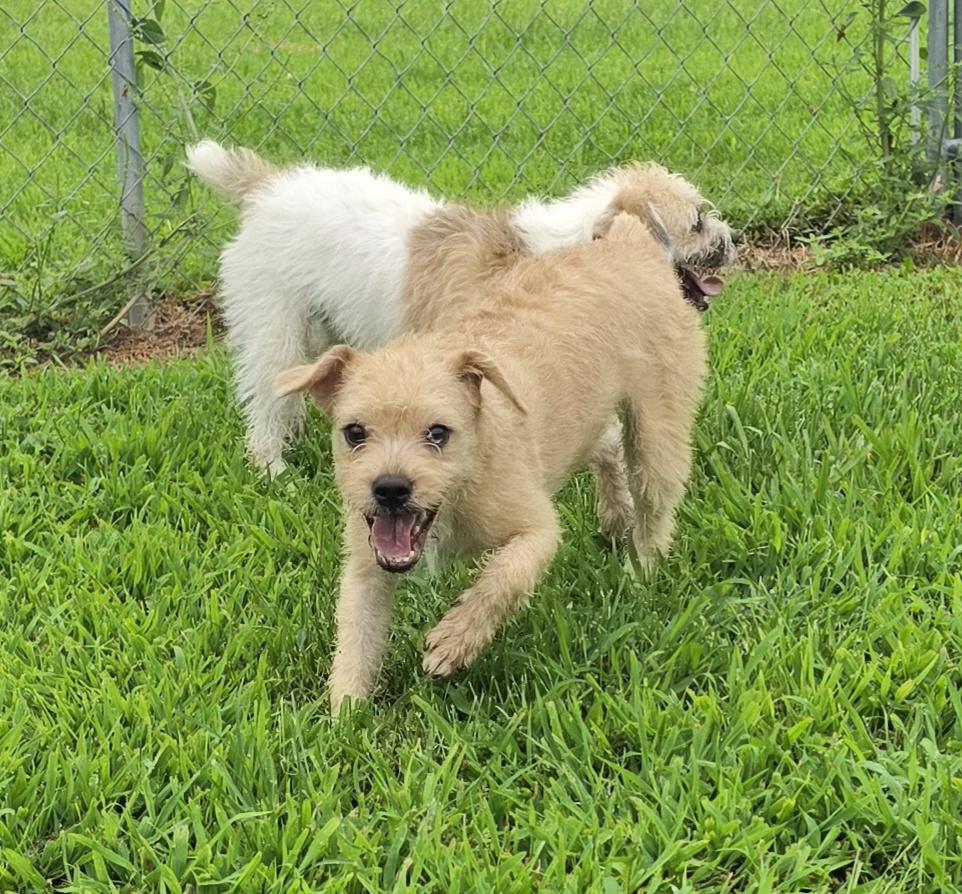 Enlarge Scotty, an adopted mixed breed in Terre Haute, IN image 2/6